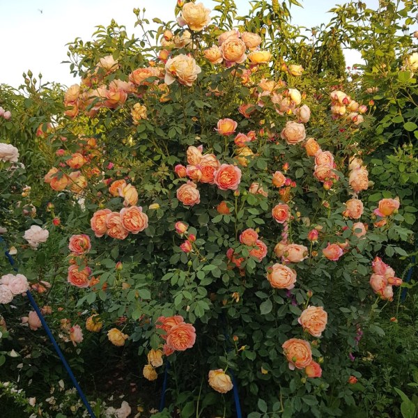 А-014 - Щамроза  в саксия 5 л