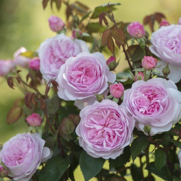 А-016 - Роза в саксия 3 л