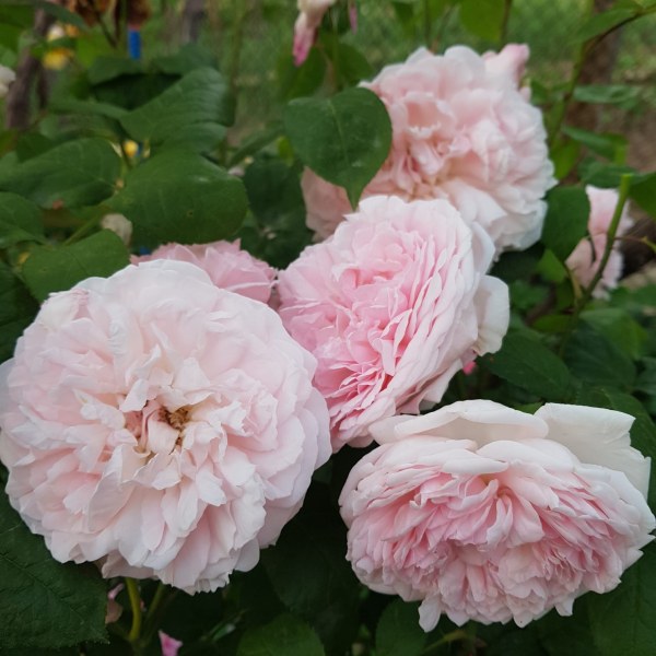 А-016 - Роза гол корен