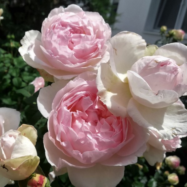 А-017 - Роза в саксия 3 л