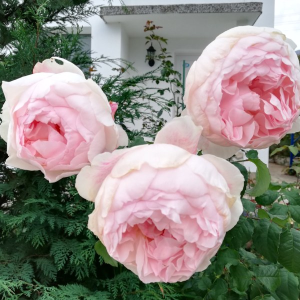 А-017 - Роза в саксия 7 л