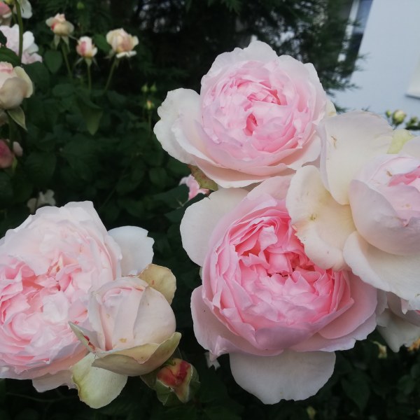 А-017 - Роза гол корен