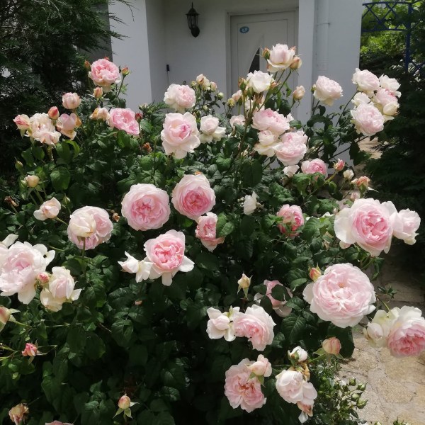 А-017 - Щамроза  в саксия 5 л