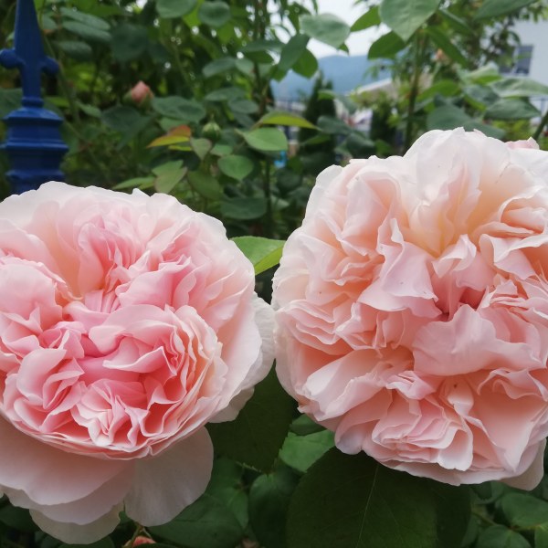 А-018 - Роза в саксия 3 л