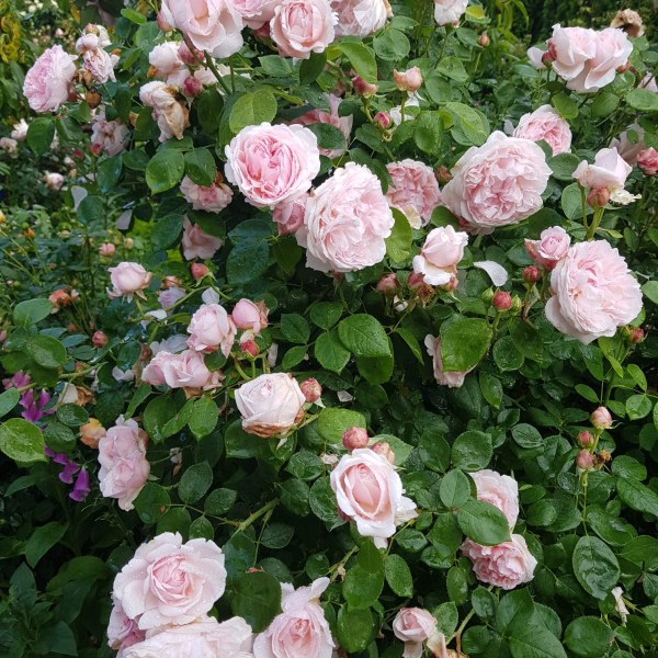 А-018 - Роза в саксия 7 л