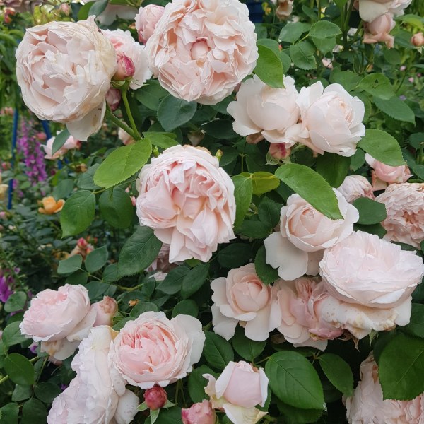 А-018 - Роза гол корен