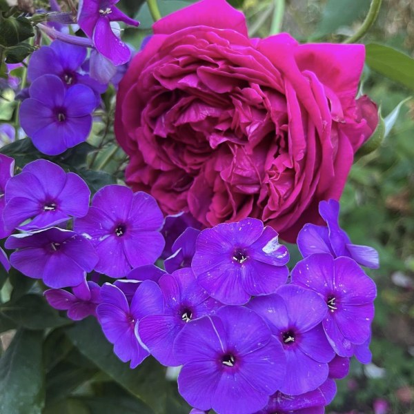 А-022 - Роза в саксия 3 л