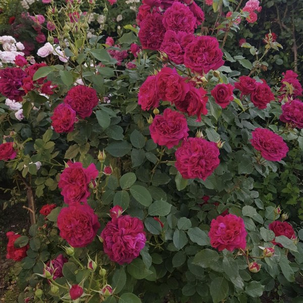 А-022 - Роза в саксия 7 л