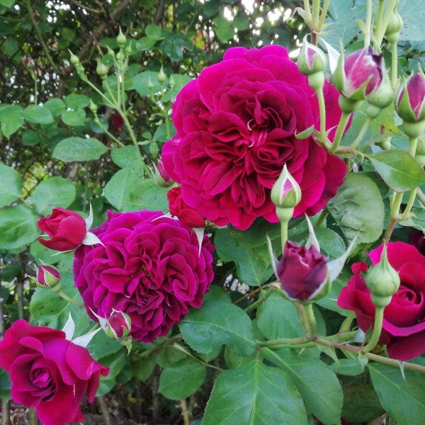 А-022 - Роза гол корен