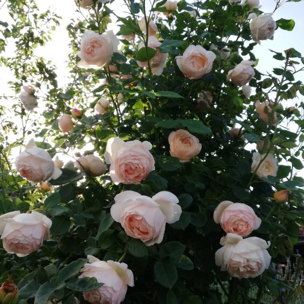 А-023 - Роза в саксия 3 л