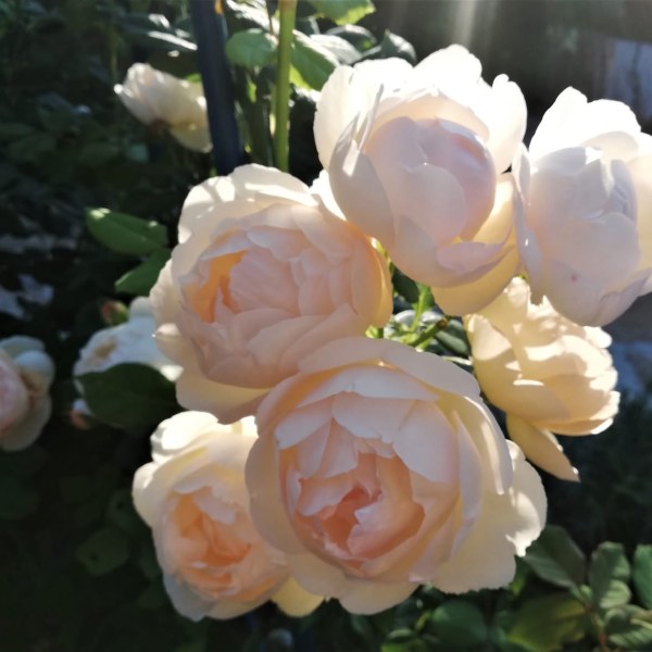 А-023 - Роза в саксия 7 л