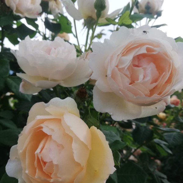 А-023 - Роза гол корен