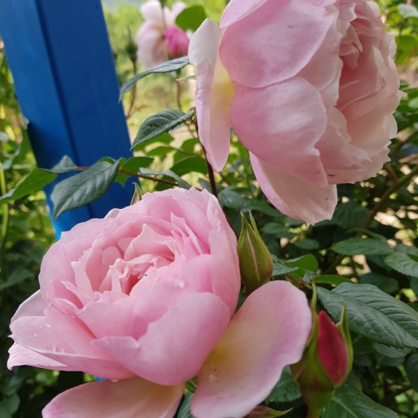 А-032 - Роза в саксия 7 л