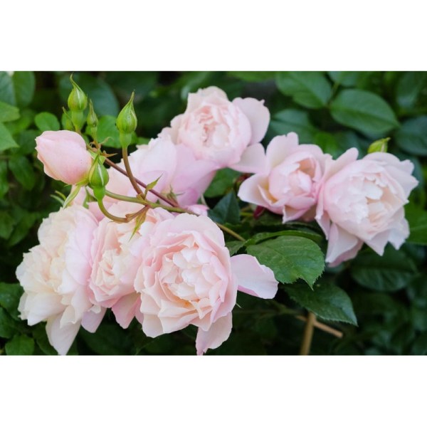 А-032 - Роза гол корен