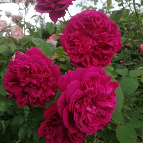 А-033 - Роза в саксия 3 л