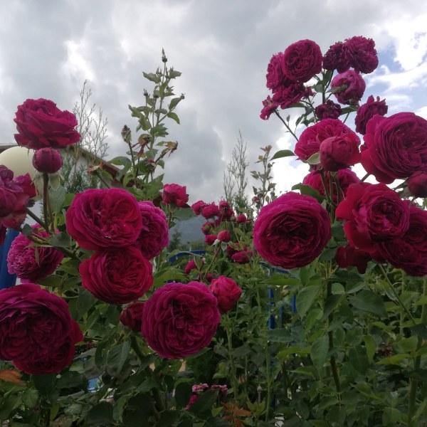 А-033 - Роза в саксия 7 л