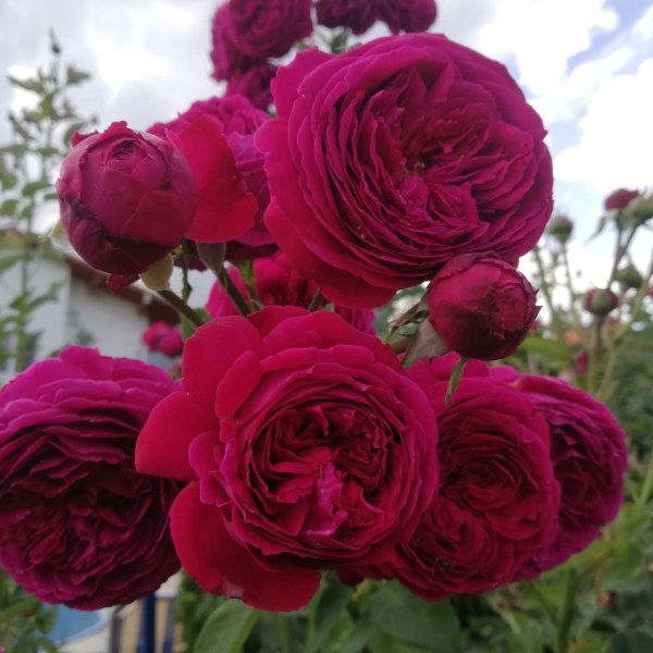 А-033 - Роза гол корен