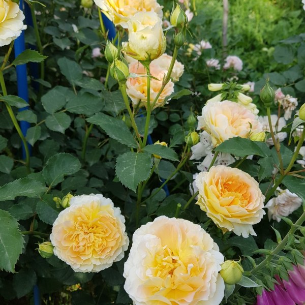 А-038 - Роза в саксия 7 л