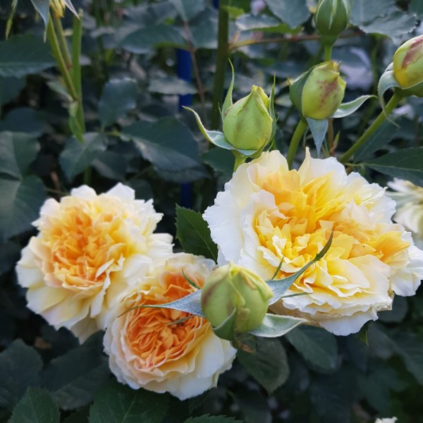 А-038 - Роза гол корен