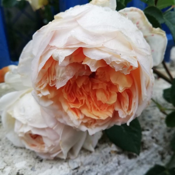 А-040 - Роза в саксия 3 л