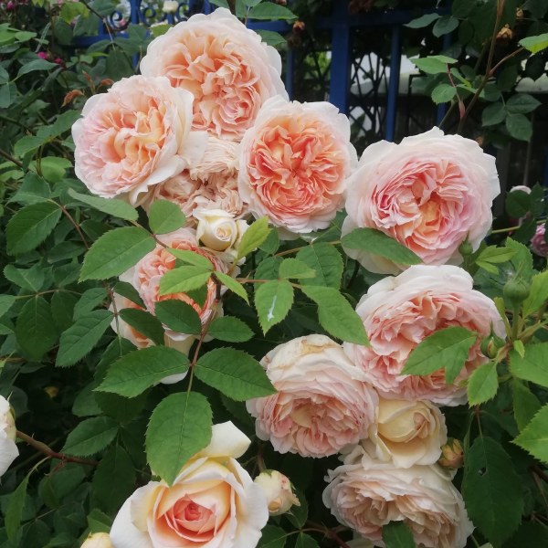 А-040 - Роза в саксия 7 л