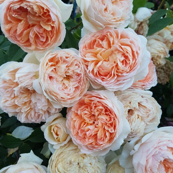 А-040 - Роза гол корен