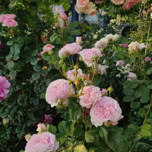 А-041 - Роза в саксия 7 л