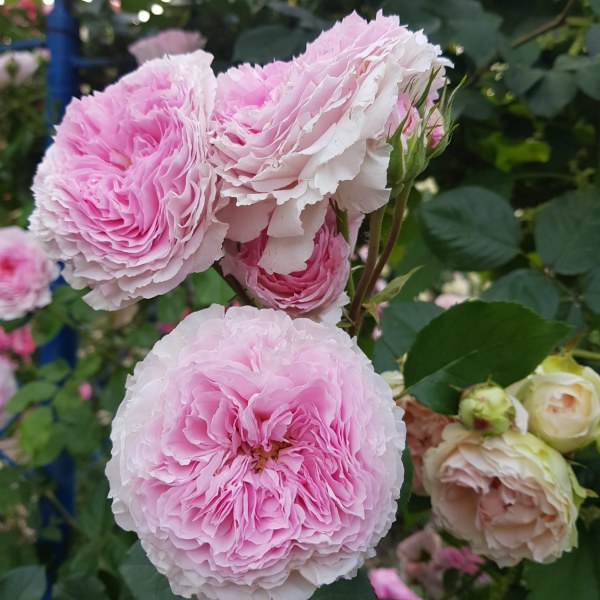 А-041 - Роза гол корен