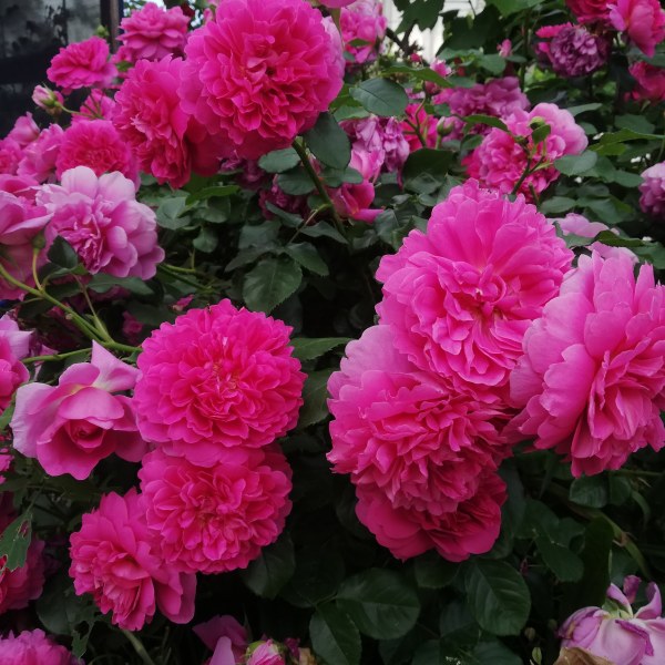 А-046 - Роза в саксия 3 л