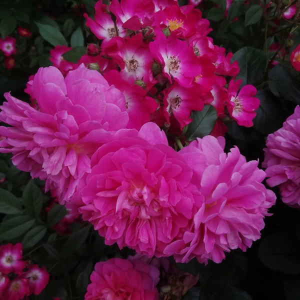 А-046 - Роза в саксия 7 л