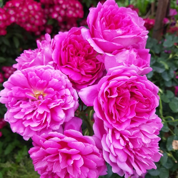 А-046 - Роза гол корен