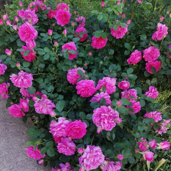 А-046 - Щамроза  в саксия 5 л