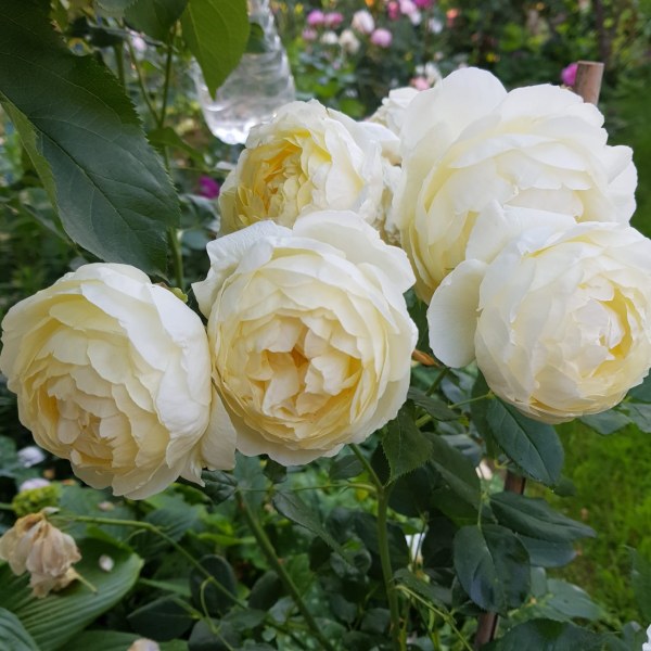 А-047 - Роза в саксия 3 л