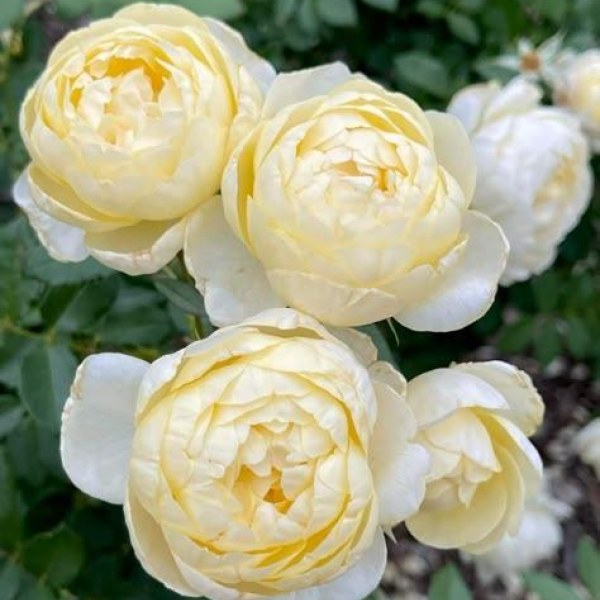 А-047 - Роза в саксия 7 л