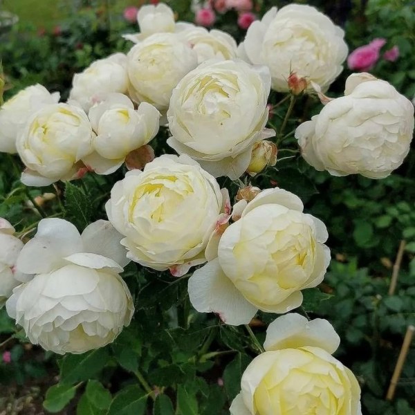 А-047 - Роза гол корен