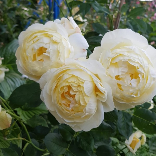 А-047 - Щамроза  в саксия 5 л