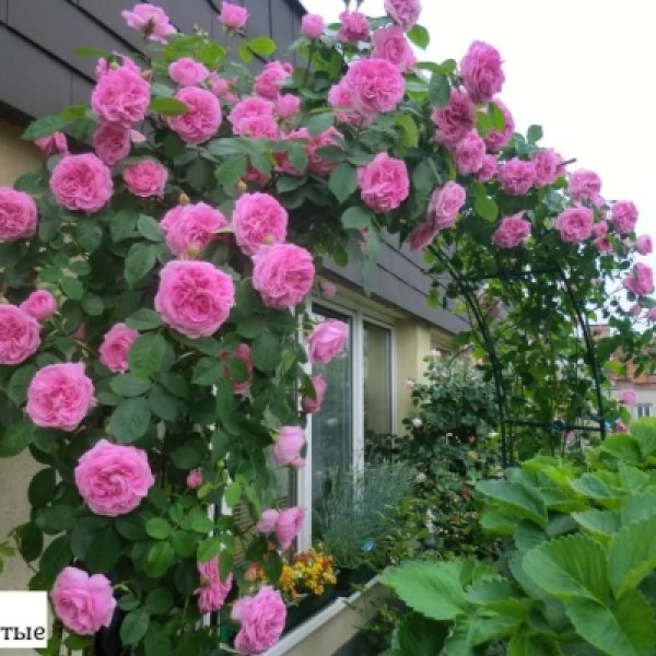 А-049 - Роза в саксия 7 л