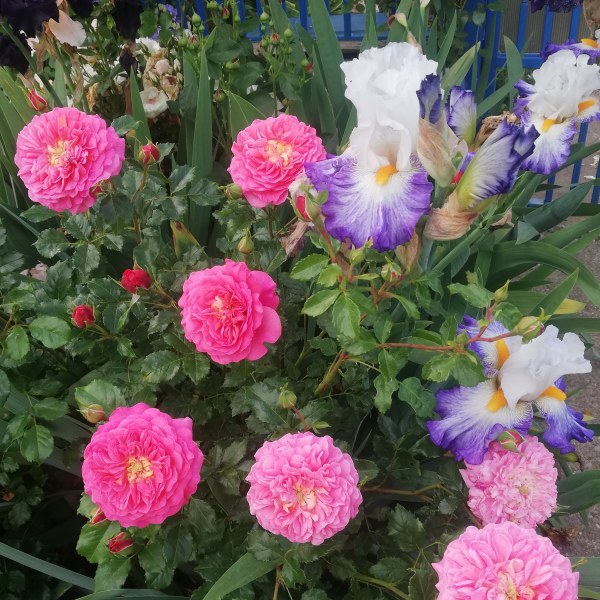 А-052 - Роза в саксия 3 л