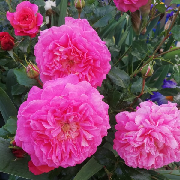 А-052 - Роза в саксия 7 л