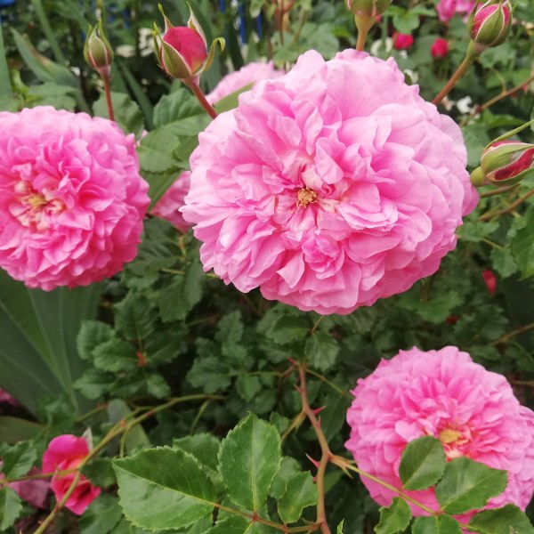 А-052 - Роза гол корен