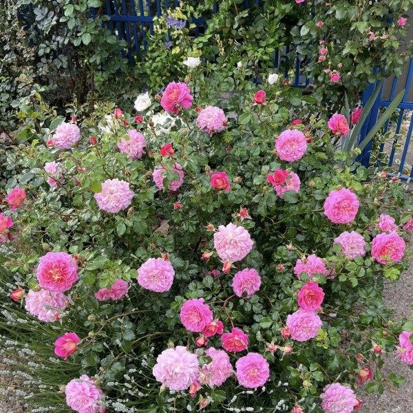 А-052 - Щамроза  в саксия 5 л