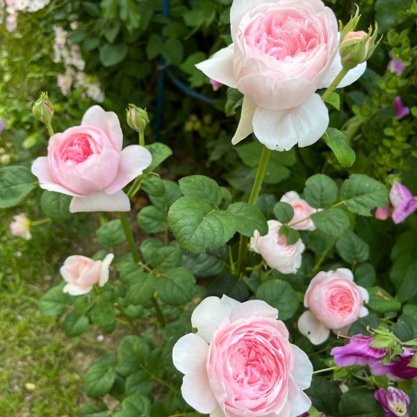 А-055 - Роза в саксия 3 л