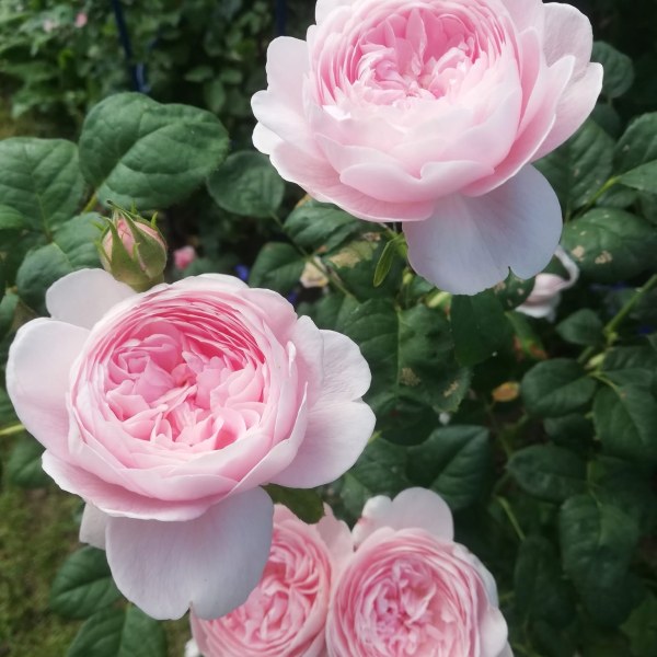 А-055 - Роза в саксия 7 л