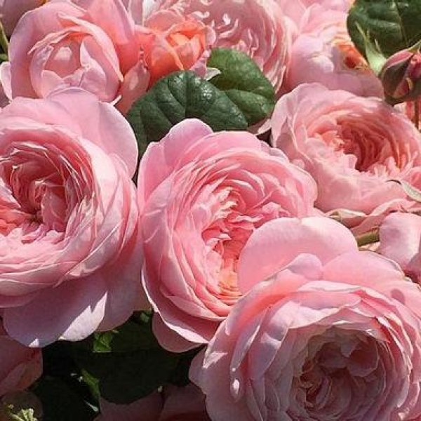 А-055 - Роза гол корен