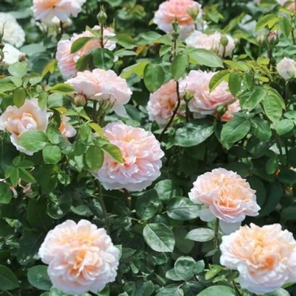 А-059 - Роза в саксия 3 л