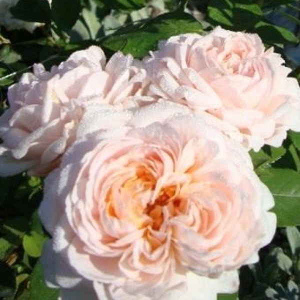 А-059 - Роза в саксия 7 л