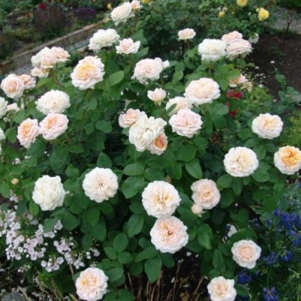 А-059 - Роза гол корен