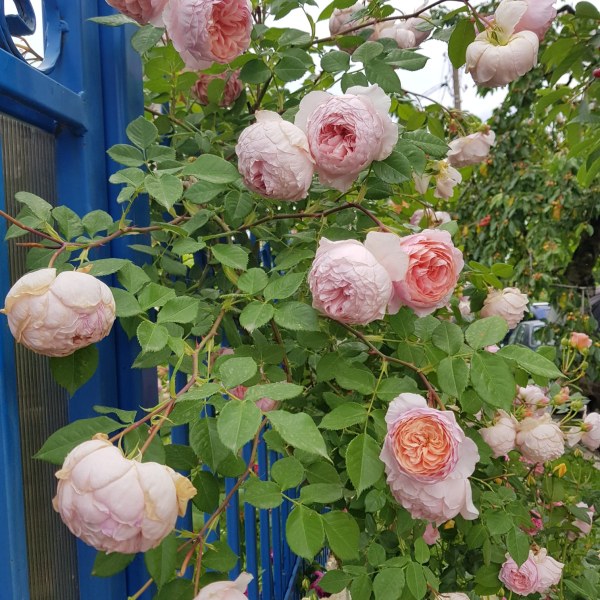 А-061 - Роза в саксия 3 л