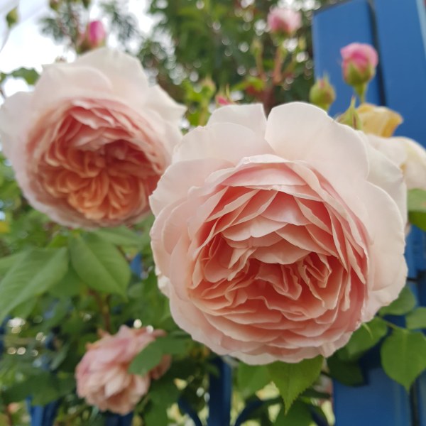 А-061 - Роза в саксия 7 л