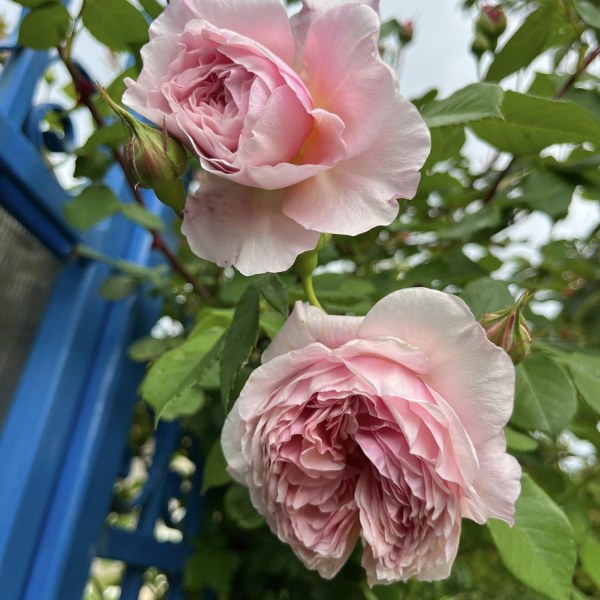 А-061 - Роза гол корен